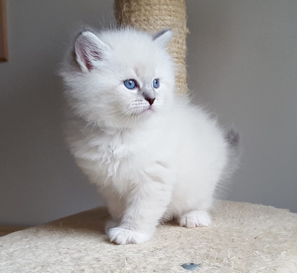 Iskra Małe Białe PL, kotka syberyjska Neva Masquerade (22)