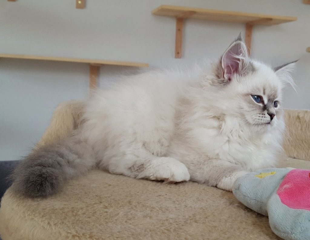 Ischaya Małe Białe PL,kotka syberyjska,Neva Masquerade
