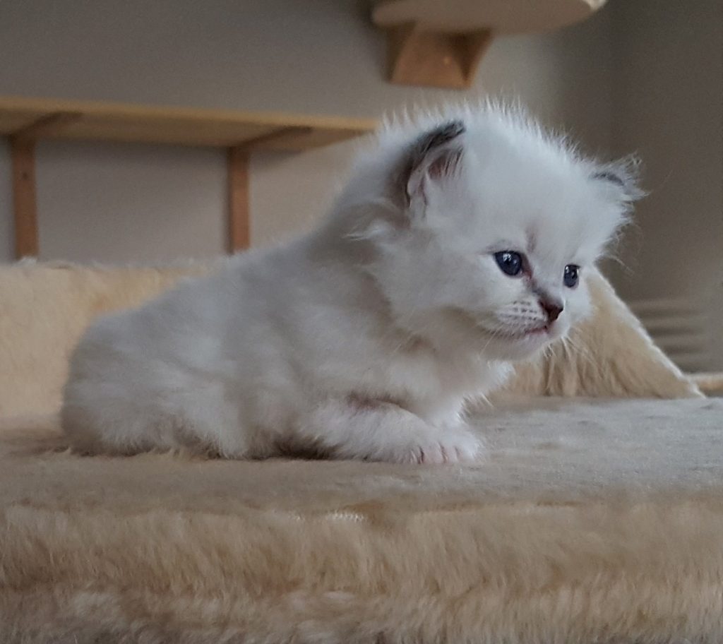 Ischaya Małe Białe PL,kotka syberyjska,Neva Masquerade