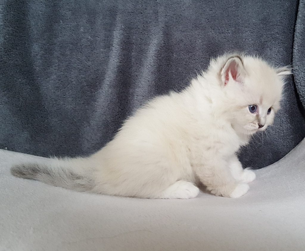 Livia Małe Białe PL, kotka syberyjska,Neva Masquerade