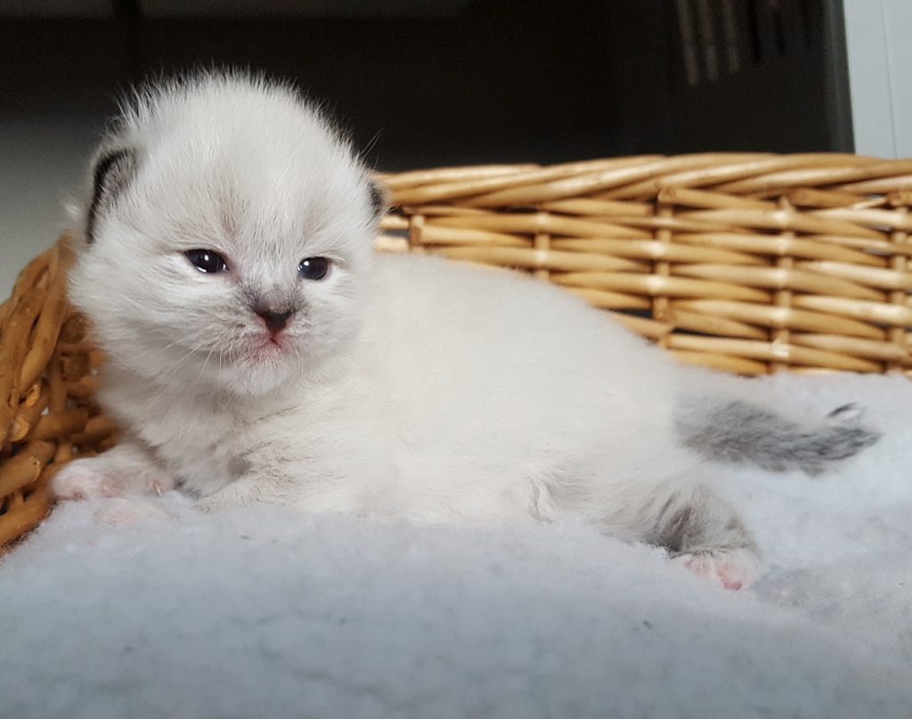 Nilaya Małe Białe*PL, kotka syberyjska, Neva Masquerade