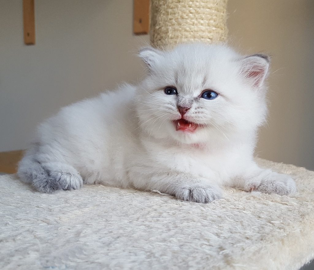 Mervin Małe Białe PL, hodowla kotów syberyjskich, Neva Masquerade