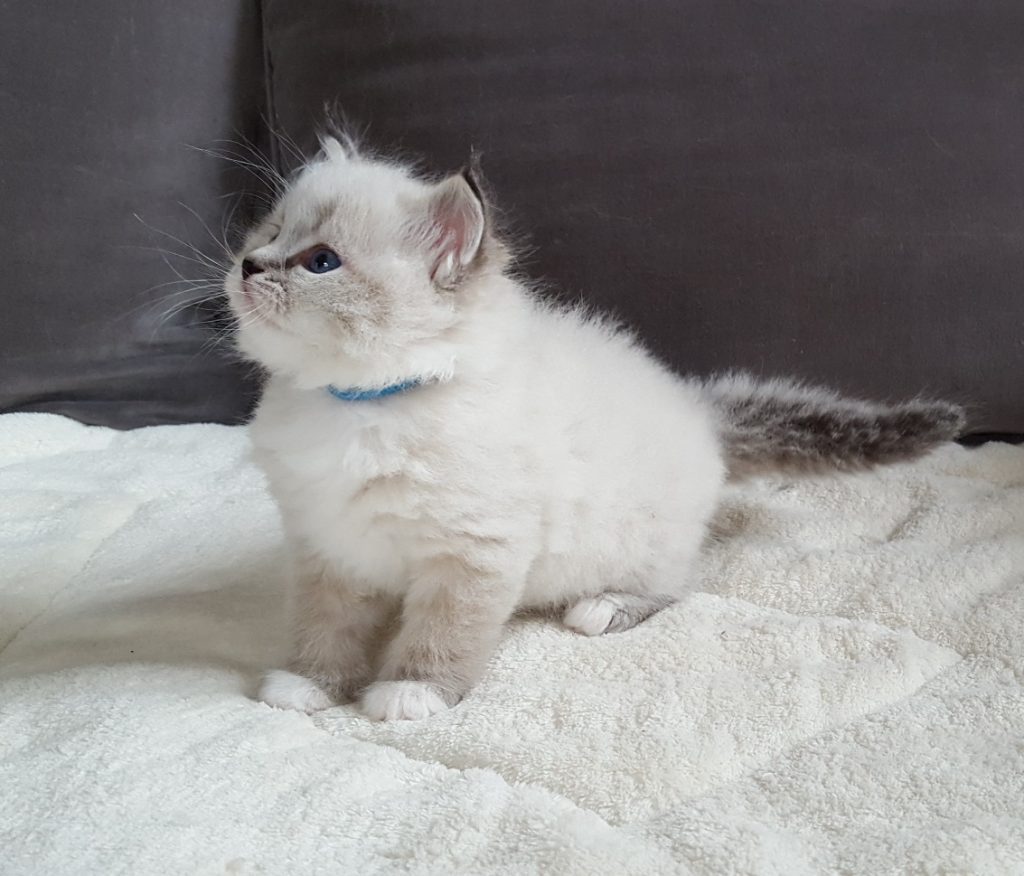 Nugat Małe Białe*PL, kot syberyjski, Neva Masque