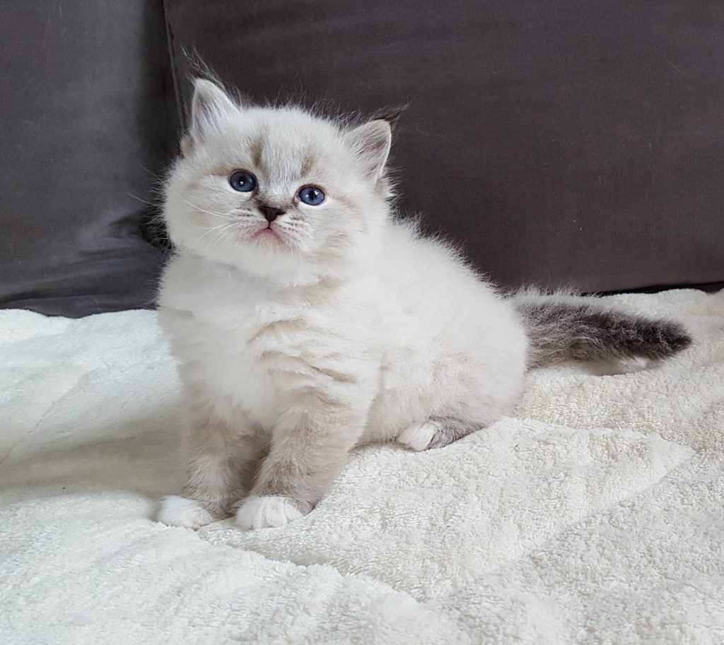 Nugat Małe Białe*PL, kot syberyjski, Neva Masque