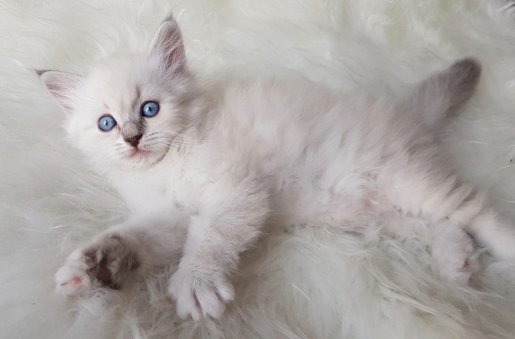 Odette Małe Białe PL, kotka syberyjska, Neva Masquerade