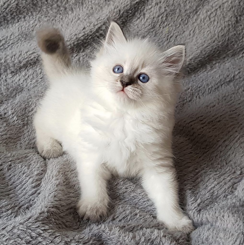 Olivia Małe Białe*PL, kotka syberyjska, Neva Masquerade 