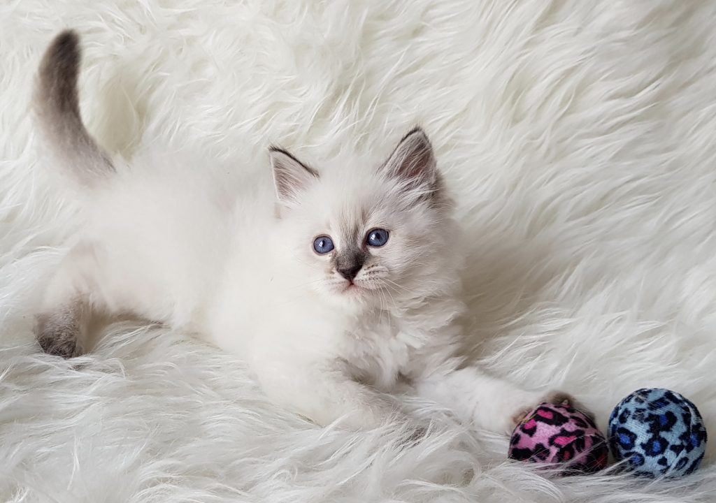 Olivia Małe Białe*PL, kotka syberyjska, Neva Masquerade 