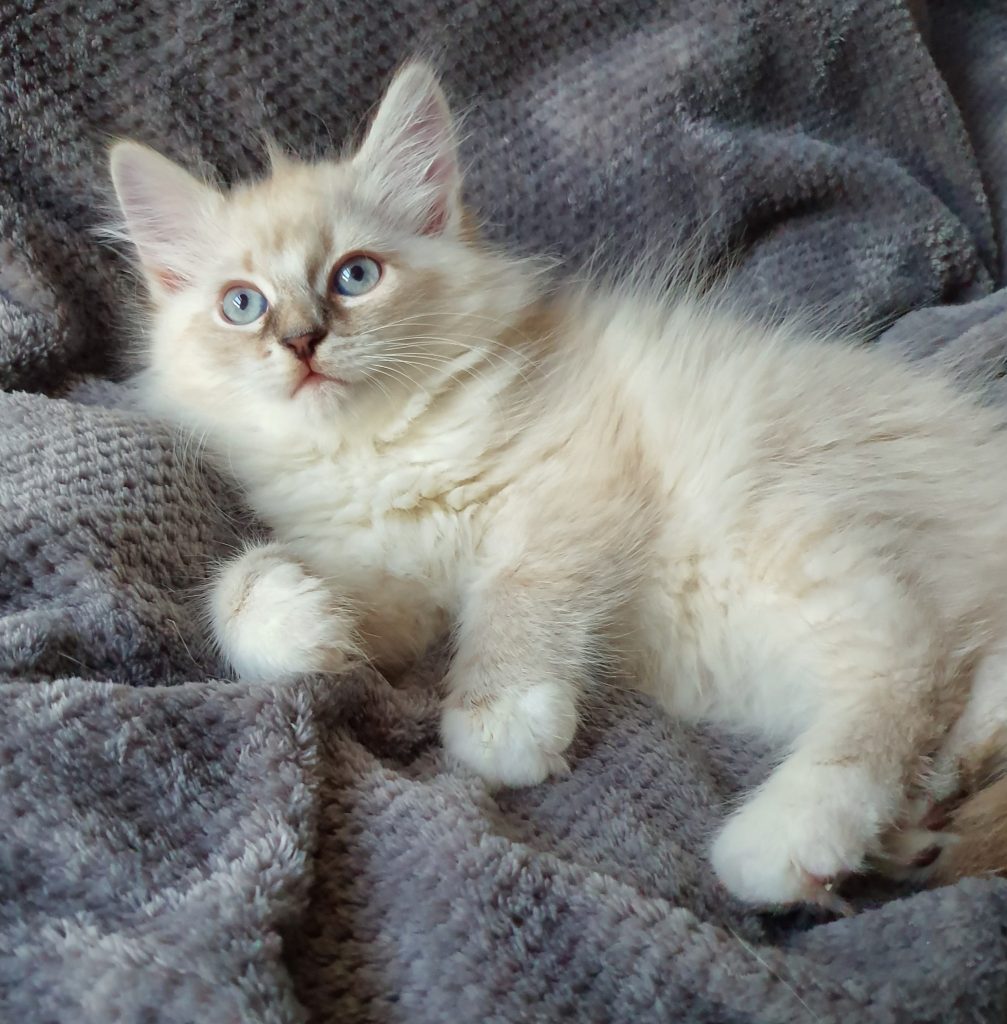 Phoebe Male Białe, kotka Neva Masquerade