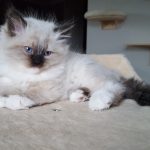 Heban Małe Białe, kot syberyjski, Neva Masquerade (1)