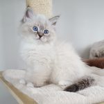 Hestia Małe Białe, kotka syberyjska, Neva Masquerade (1)
