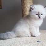 Iskra Małe Białe PL, kotka syberyjska Neva Masquerade (22)