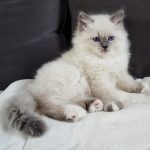 Indigo Małe Białe, kotek syberyjski, Neva Masquerade (3)