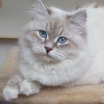 Geyla Małe Białe PL,kotka syberyjska,Neva Masquerade