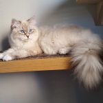 Geyla Małe Białe PL, kotka syberyjska, Neva Masquerade