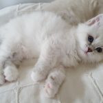 Geyla Małe Białe PL, kotka syberyjska, Neva Masquerade