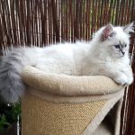 Ishaya Małe Białe PL, kotka syberyjska, Neva Masquerade