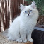 Iskra Małe Białe PL,kotka syberyjska, Neva Masquerade