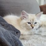 Keybbe Małe Białe PL, kotka syberyjska, Neva Masquerade