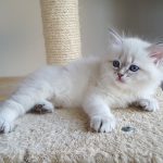 Katya Małe Białe, kotka,syberyjska,Neva Masquerade