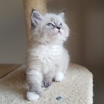 Kayra Małe Białe PL, kotka syberyjska,Neva Masquerade