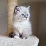 Kayra Małe Białe PL, kotka syberyjska,Neva Masquerade