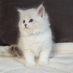 Laura Małe Białe PL, kotka syberyjska,Neva Masquerade