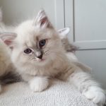 Livia Małe Białe PL, kotka syberyjska, Neva Masquerade