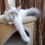 Ishaya Małe Białe*PL, kotka syberyjska, Neva Masquerade