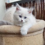 Laura Małe Białe PL, kotka syberyjska, Neva Masquerade