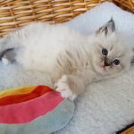 Nilaya Małe Białe*PL, kotka syberyjska, Neva Masquerade