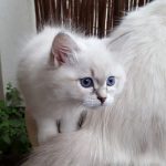 Magia Małe Białe*PL, kotka syberyjska, Neva Masquerade