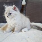 Merlin Małe Białe*PL, kot syberyjski, Neva Masquerade