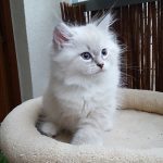 Merlin Małe Białe*PL, kot syberyjski, Neva Masquerade