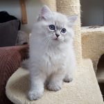 Mervin Małe Białe*PL, kot syberyjski, Neva Masquerade