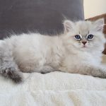Mervin Małe Białe*PL, kot syberyjski, Neva Masquerade