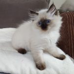 Novika Małe Białe*PL, kotka syberyjska, Neva Masquerade