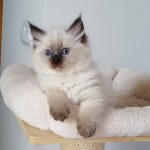 Novika Małe Białe*PL, kotka syberyjska, Neva Masquerade