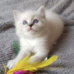 Oceana Małe Białe*PL, kotka syberyjska, Neva Masquerade