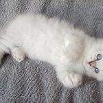 Odette Małe Białe*PL, kotka syberyjska,Neva Masquerade