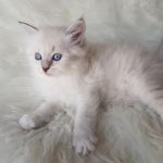 Odette Małe Białe*PL, kotka syberyjska,Neva Masquerade