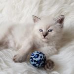 Odysey Małe Białe*PL, kotka syberyjska,Neva Masquerade