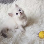 Ofelia Małe Białe*PL, kotka syberyjska,Neva Masquerade