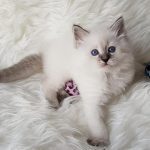 Olivia Małe Białe*PL, kotka syberyjska, Neva Masquerade