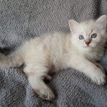 Onufry Małe Białe*PL, kot syberyjski, Neva Masquerade
