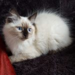 Noryan Małe Białe PL, kot syberyjski, Neva Masquerade