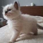 Prada Małe Białe, kotka syberyjska, Neva Masquerade