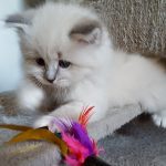 Revia Małe Białe PL, kotka syberyjska, Neva Masquerade