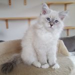 Revia Małe Białe PL,kotka syberyjska, Neva Masquerade