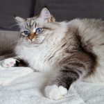 Bonnie Małe Białe PL, kotka syberyjska Neva Masquerade