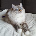 Bonnie Małe Białe PL, kotka syberyjska,Neva Masquerade